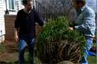 How to Plant a Shrub