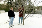 Pruning a fruit tree