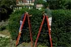 How to Trim Overgrown Hedges