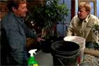How to Winterize Shrubs