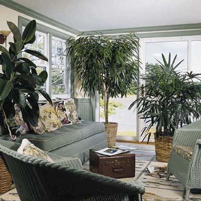 low-maintenance houseplants < >. Photo: Rob Karosis