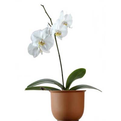 common orchid house plants mayer sleeve common orchid house plants mayer sleeve