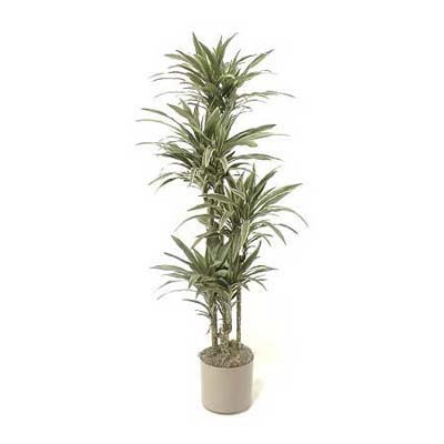 striped, slow-growing warneck dragon tree houseplant