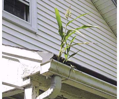 corn stalk in a rain gutter