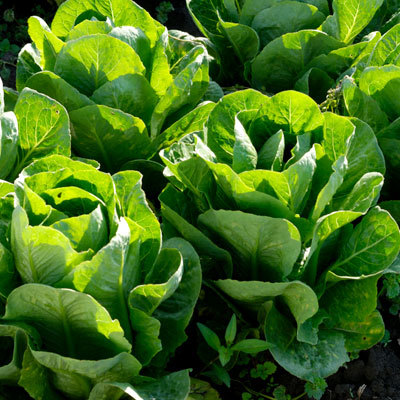 Wild lettuce - Natural Remedies That May Help You Sleep - Health.com
