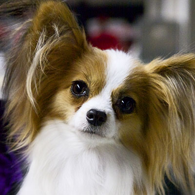 Papillon - Best Dogs for Runners and Active People - Health.com