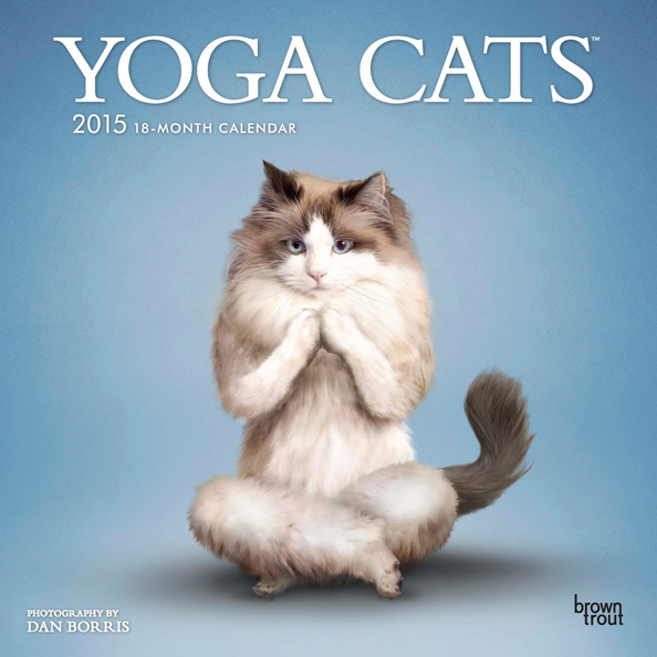 What’s Right Meow: Ring In The New Year With This Pawesome Yoga Cats ...