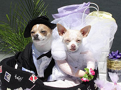 Chihuahuas Getting Married