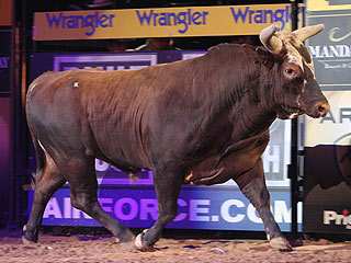 Bushwacker the champion bull picks Seahawks to win Super Bowl | Latest ...