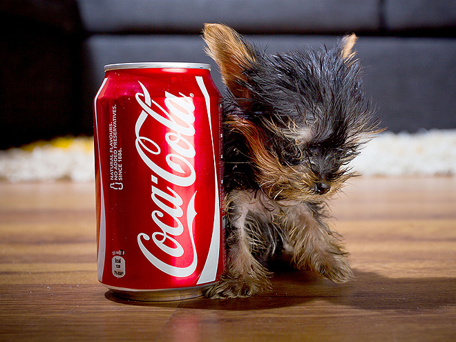 http://img2.timeinc.net/people/i/2012/pets/gallery/tiny-yorkie/tiny-yorkie-1-660.jpg