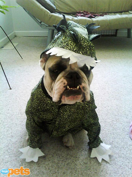 Halloween Costumes: Dogs Dressed as Animals : People.com