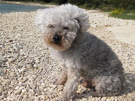 Uncle Chichi, Possibly the World's Oldest Dog, Dies