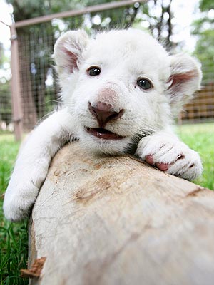 Hello! Newborn Lion Cub Is Already a Model - Baby Animals, Cute Pets ...