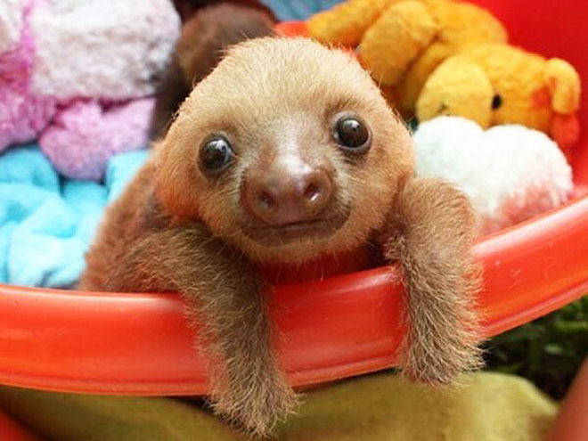 http://img2.timeinc.net/people/i/2014/pets/gallery/cheeze/140324/sloth-4-660.jpg