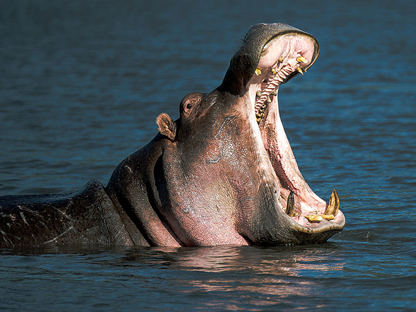 Hippo Chases Speedboat on Chobe River in Botswana : People.com