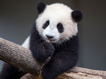 WATCH: Malaysia Names Baby Panda Nuan Nuan : Video : People.com