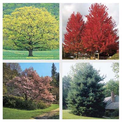 01-shade-trees.jpg